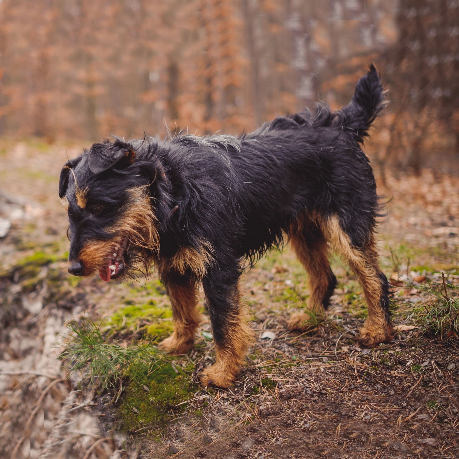 JAGDTERRIER
