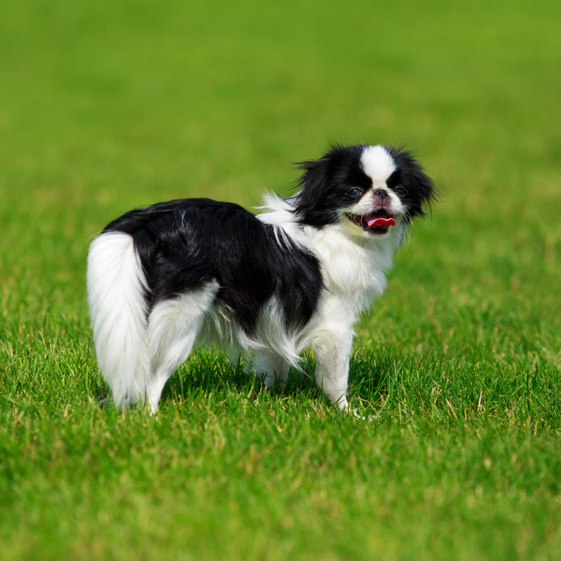 JAPANESE CHIN