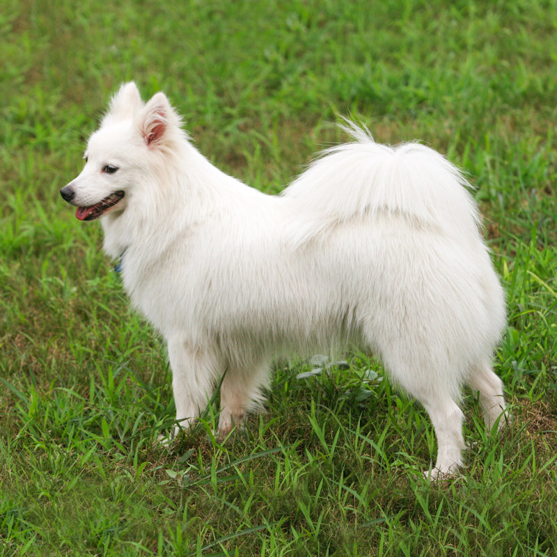 JAPANESE SPITZ