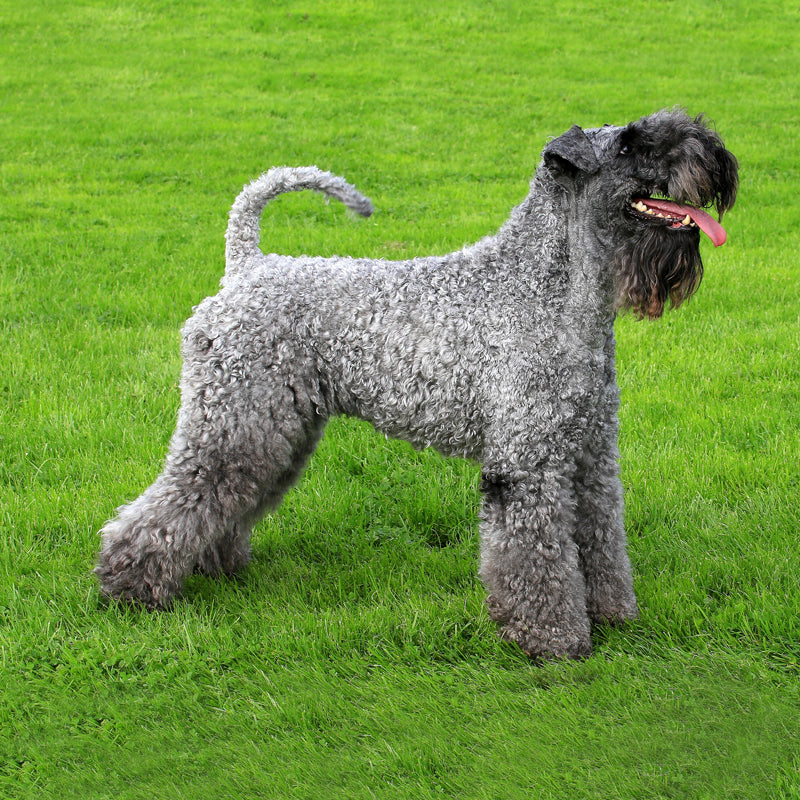 KERRY BLUE TERRIER