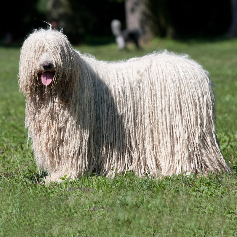 KOMONDOR