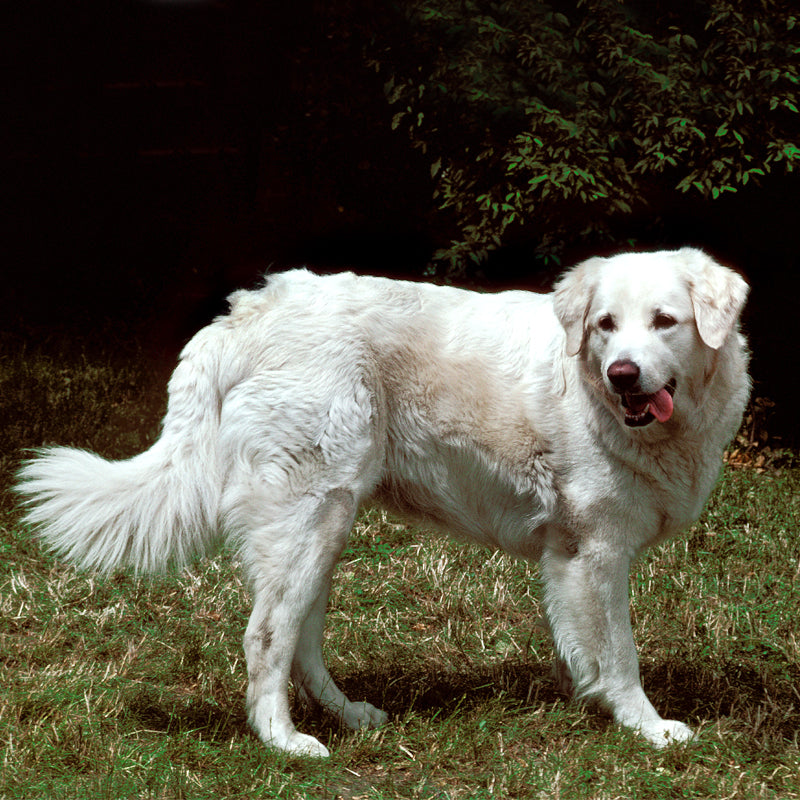 KUVASZ