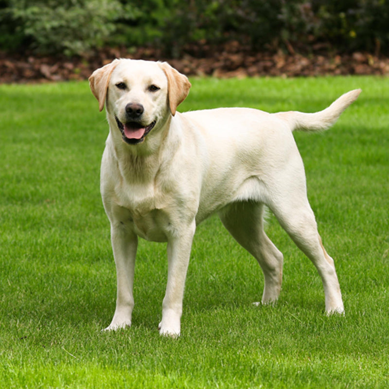 LABRADOR RETRIEVER