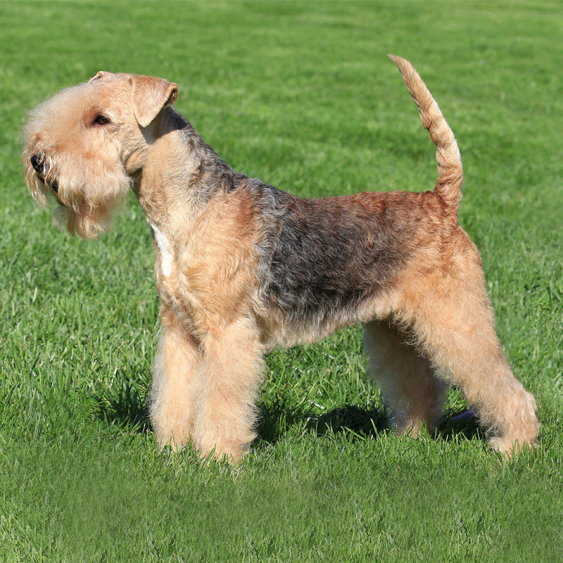 LAKELAND TERRIER