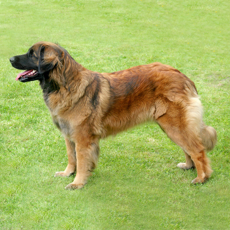 LEONBERGER