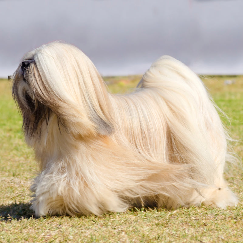 LHASO APSO