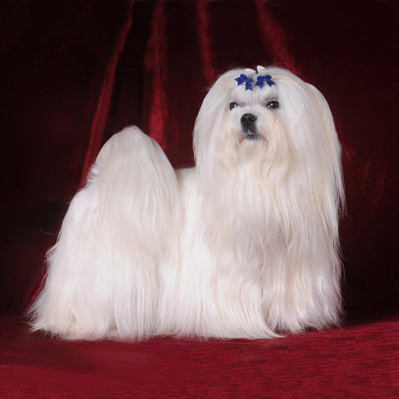 MALTESE TERRIER