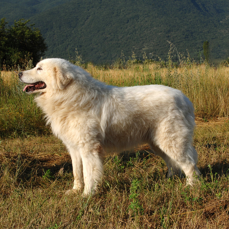 MAREMMA