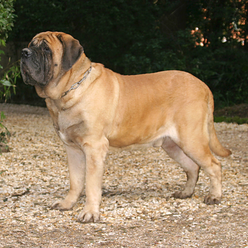 MASTIFF