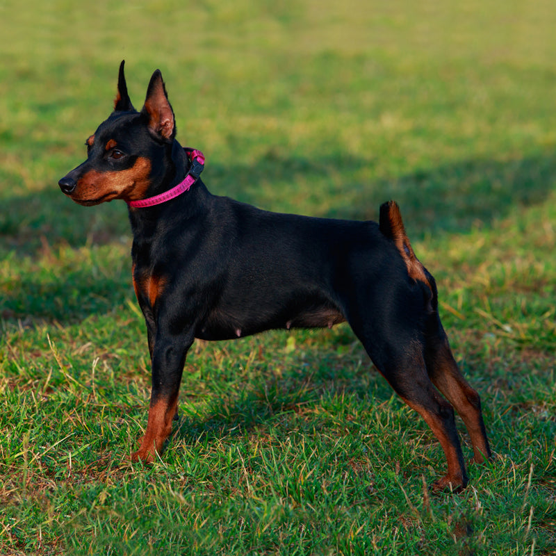 MINIATURE PINSCHER