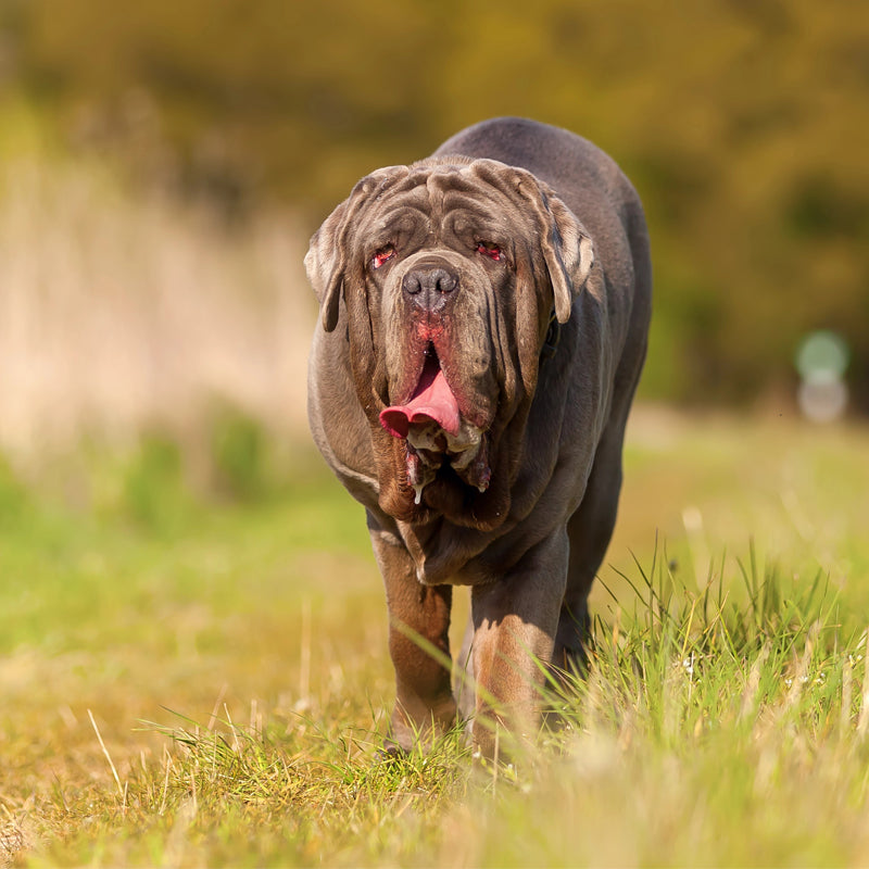 NEAPOLITAN MASTIFF