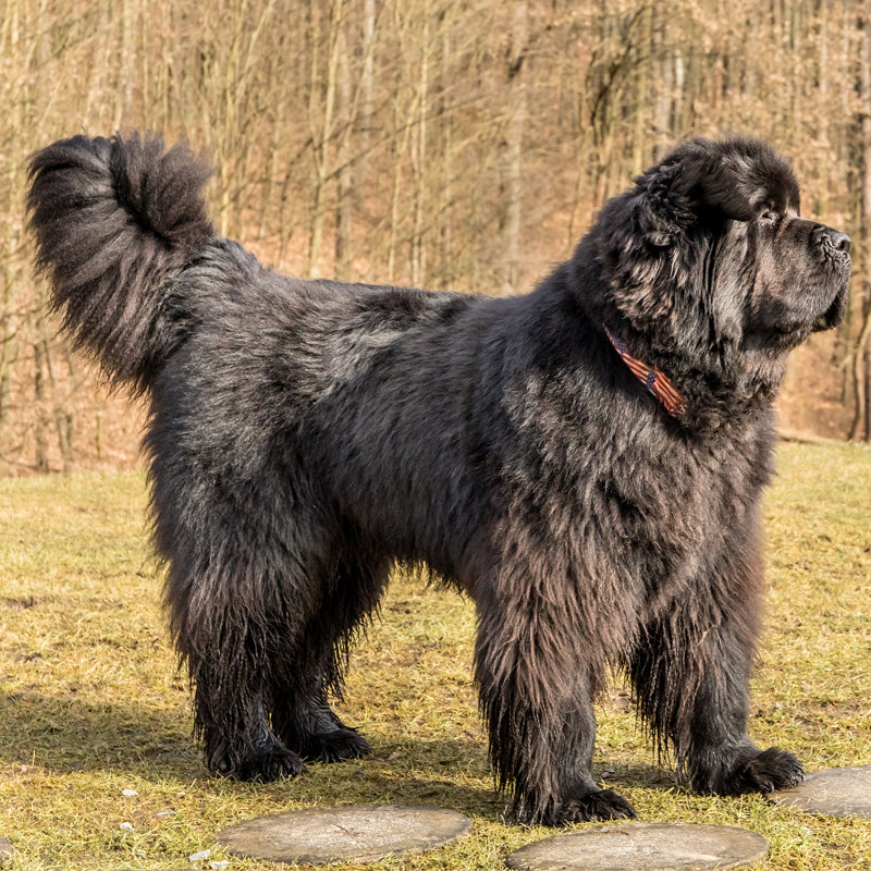 NEWFOUNDLAND