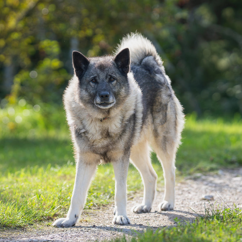 NORWEGIAN ELKHOUND