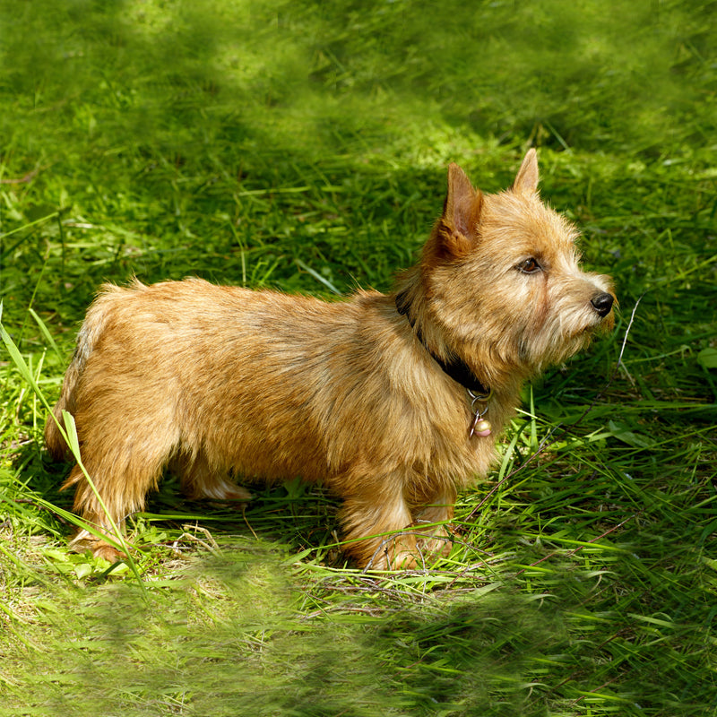 NORWICH TERRIER