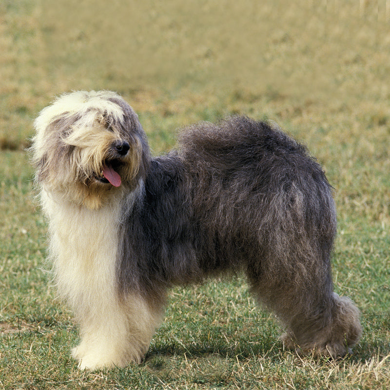 OLD ENGLISH SHEEPDOG