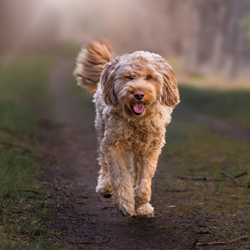 OTTERHOUND