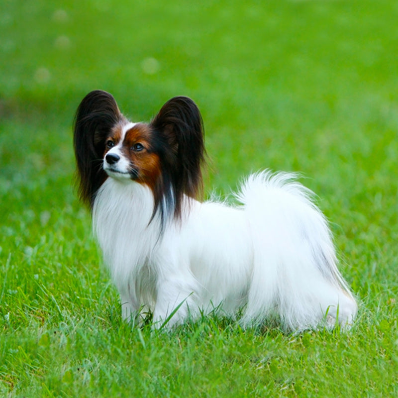 PAPILLION
