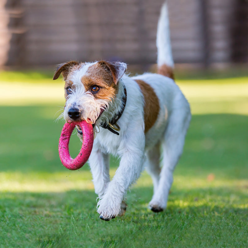 PARSON RUSSELL TERRIER