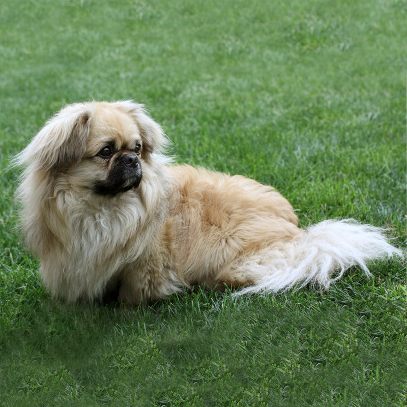PEKINESE