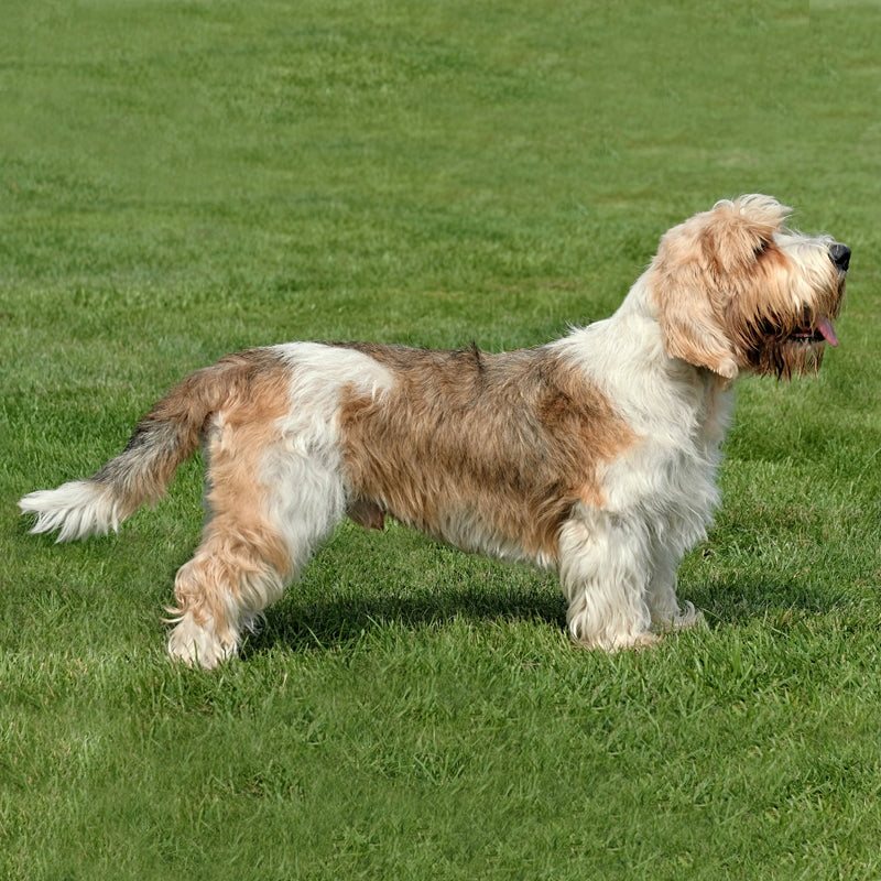 PETIT BASSET GRIFFON VENDEEN