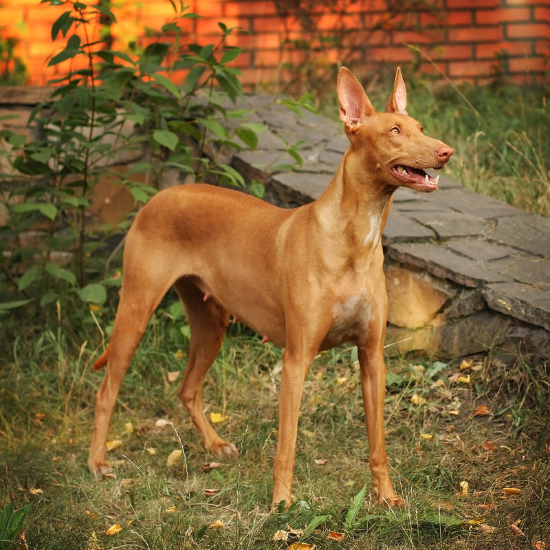 PHARAOH HOUND