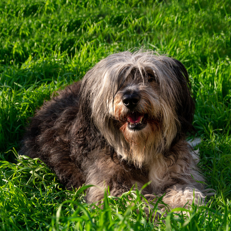 POLISH LOWLAND SHEEPDOG
