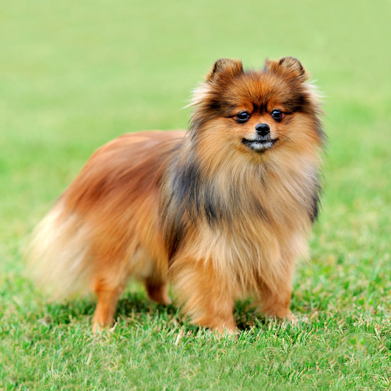 POMERANIAN