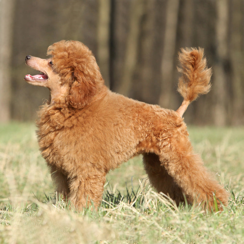 POODLE