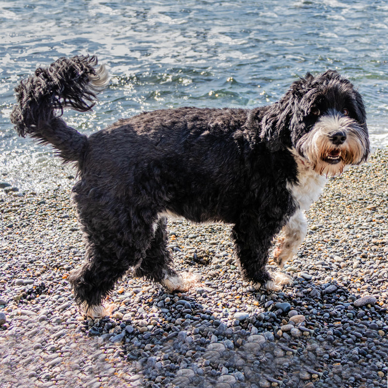 PORTUGESE WATER DOG