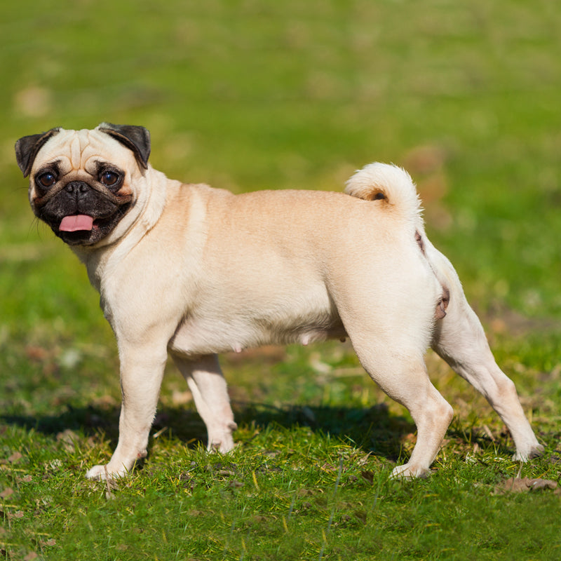 PUG