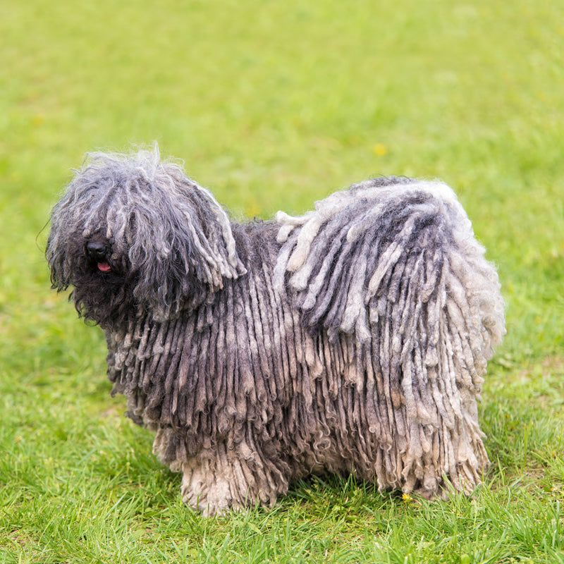 PULI