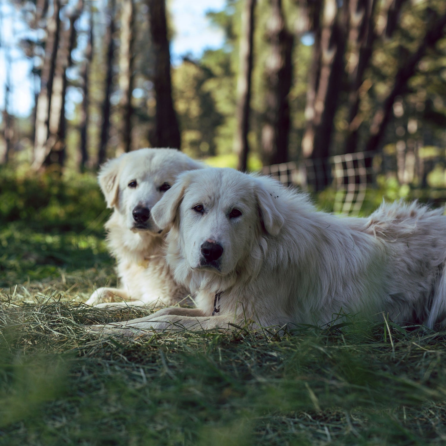 PYRENEAN MOUNTAIN DOG