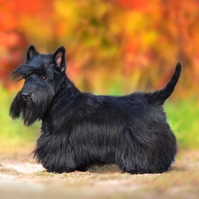 SCOTTISH TERRIER