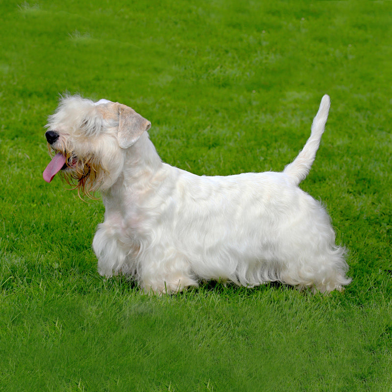 SEALYHAM TERRIER