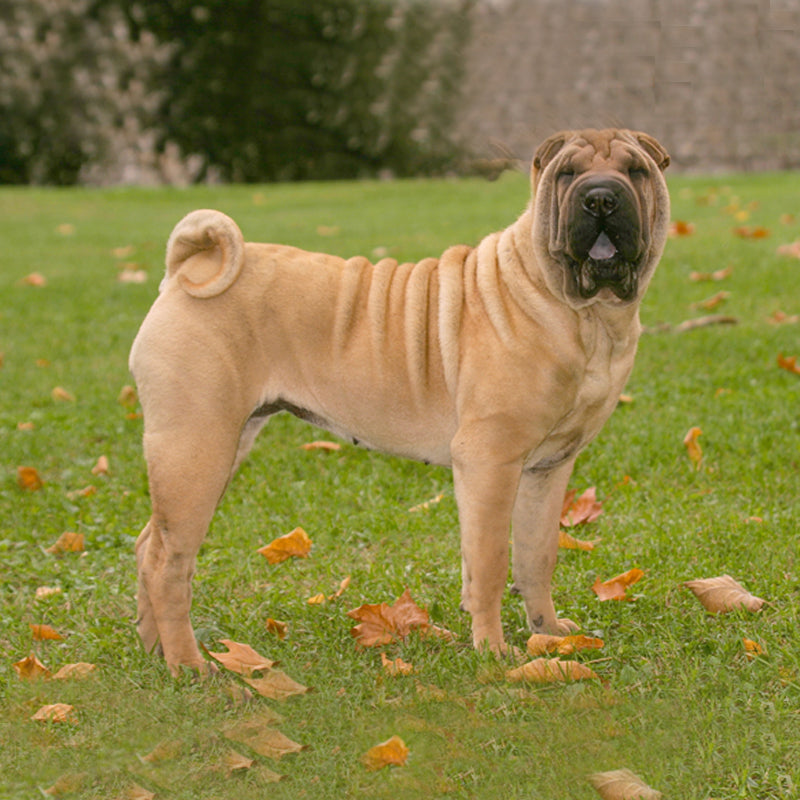 SHAR-PEI