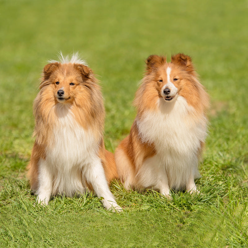 SHETLAND SHEEPDOG