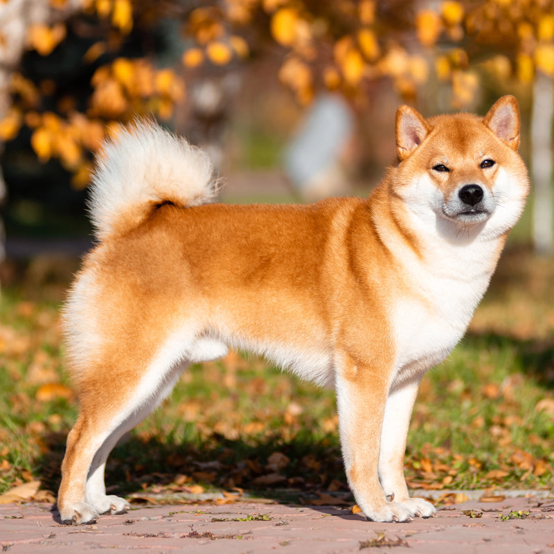 SHIBA INU
