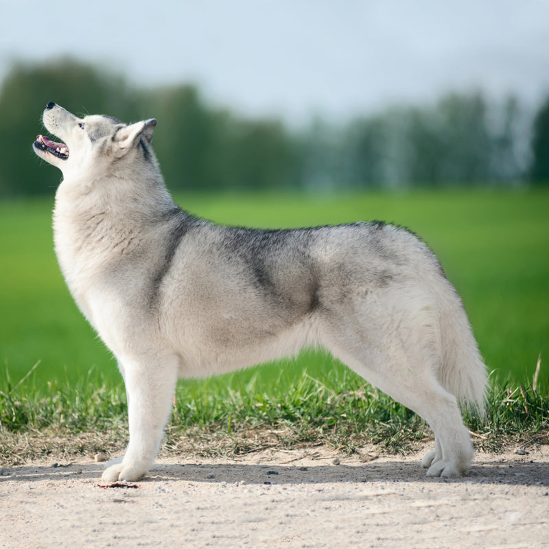SIBERIAN HUSKY