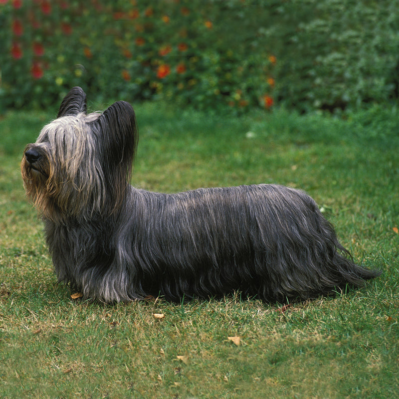 SKYE TERRIER