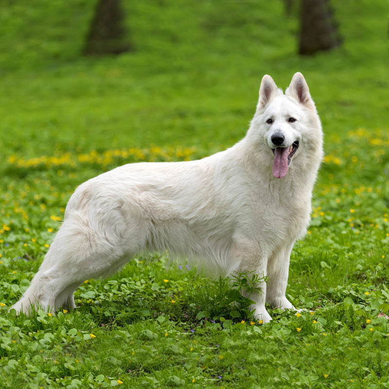 SWISS WHITE SHEPHERD