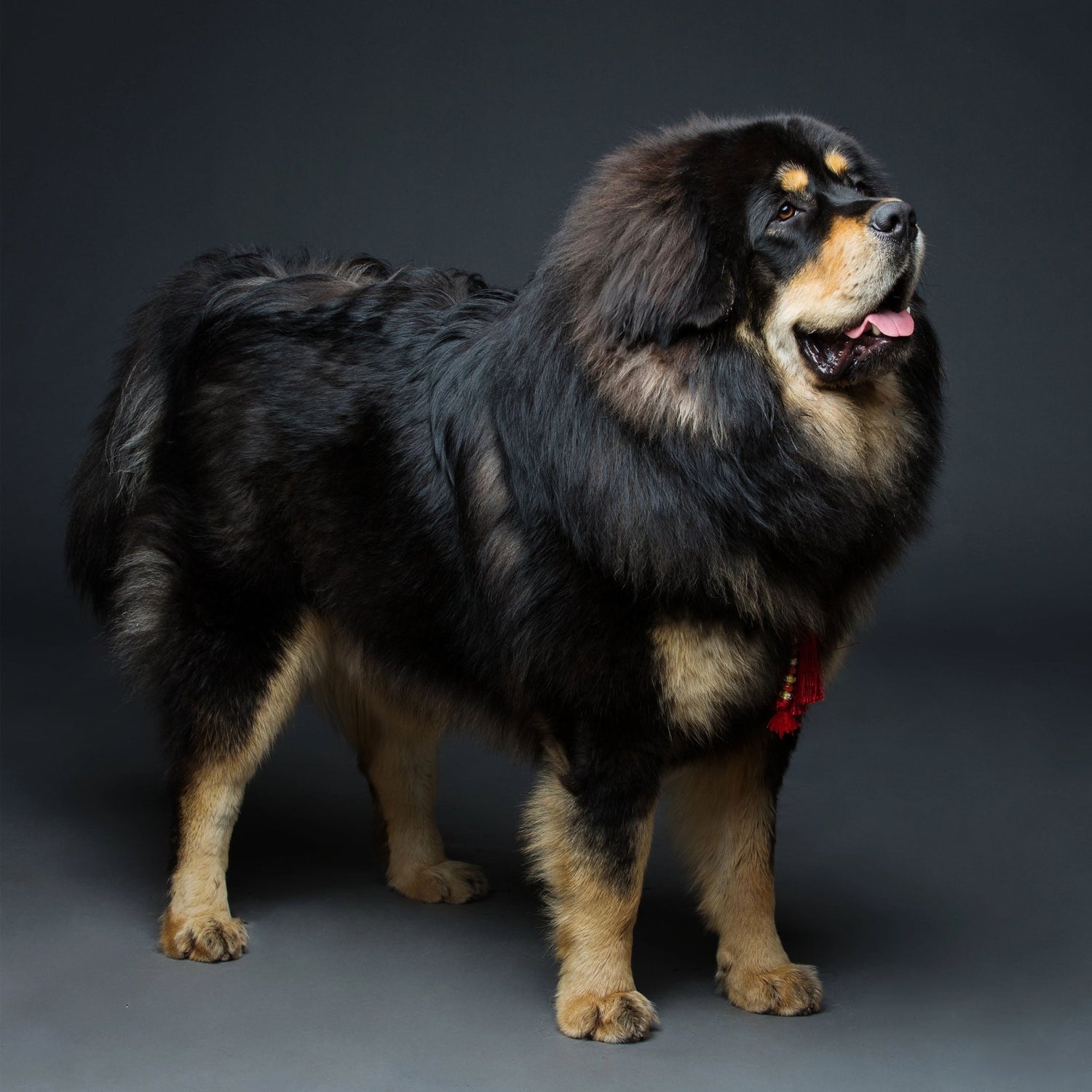 TIBETAN MASTIFF