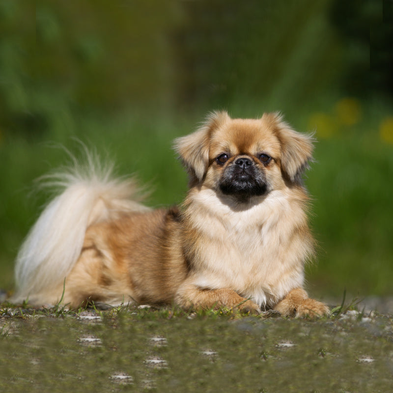 TIBETAN SPANIEL