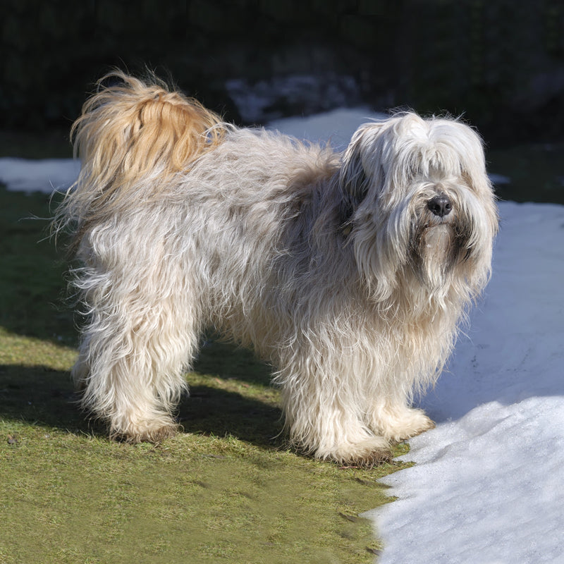 TIBETIAN TERRIER