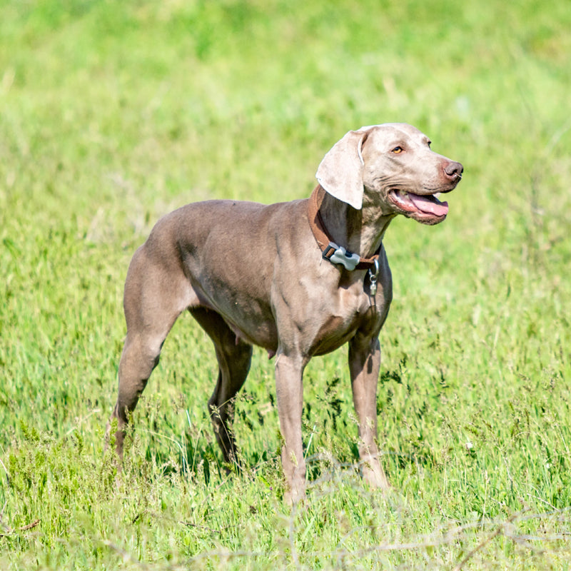 WEIMARANER