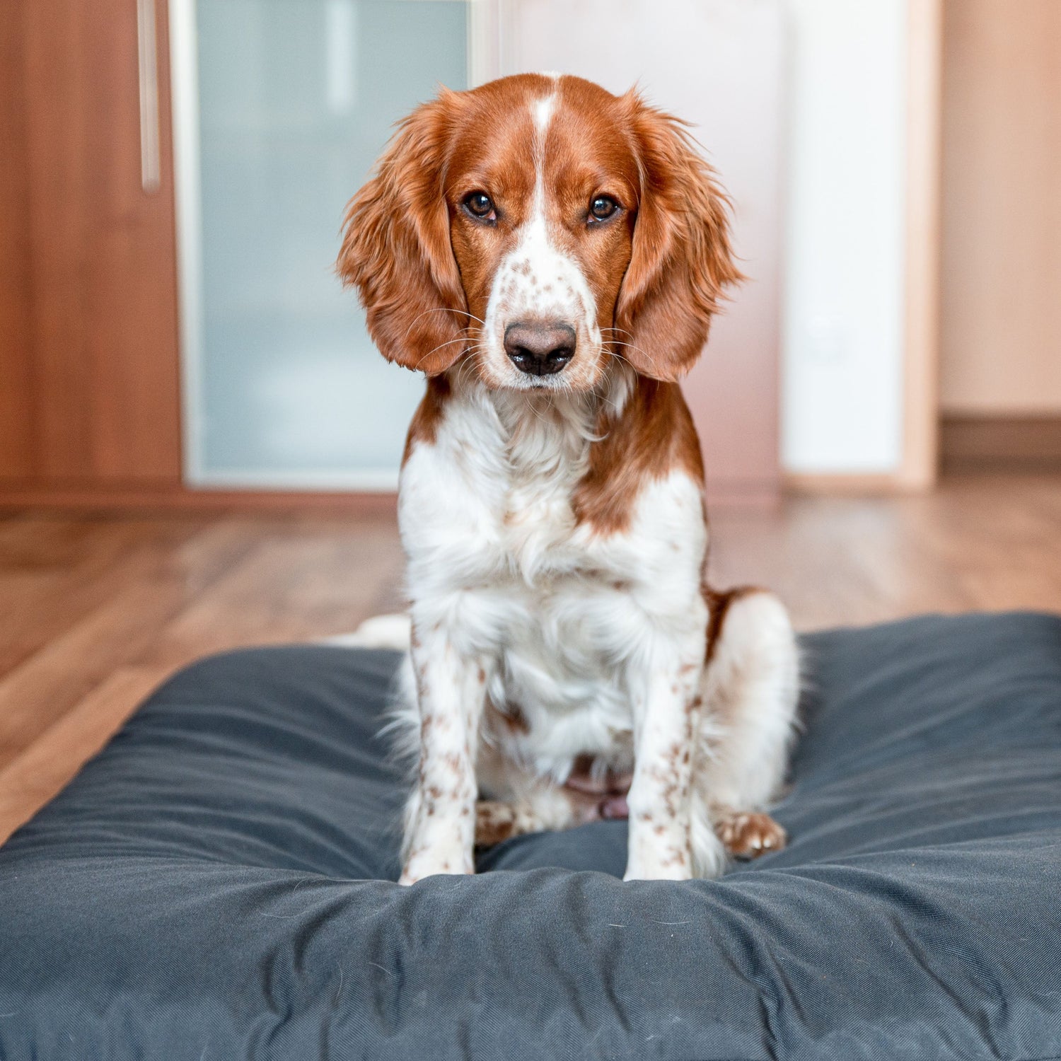 WELSH SPRINGER SPANIEL