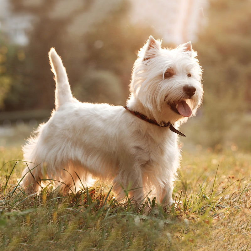 WEST HIGHLAND TERRIER