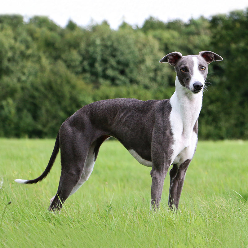 WHIPPET