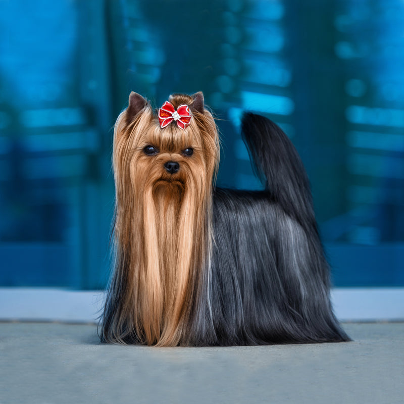 YORKSHIRE TERRIER